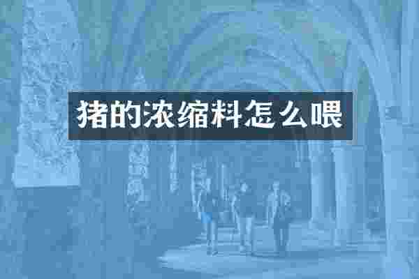 猪的浓缩料怎么喂