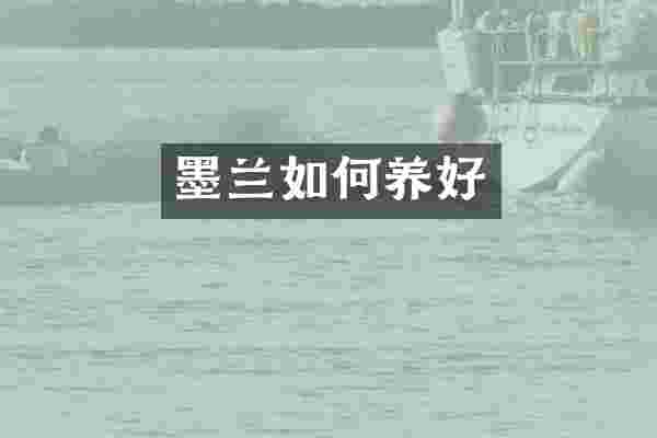 墨兰如何养好