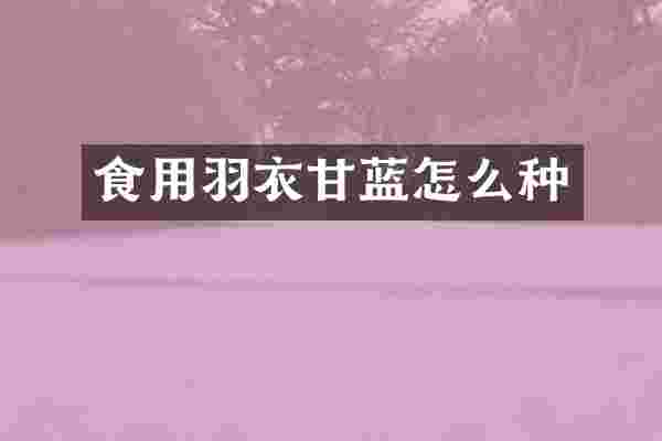 食用羽衣甘蓝怎么种