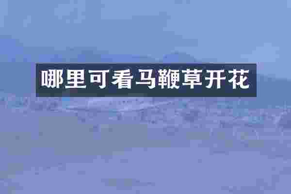 哪里可看马鞭草开花