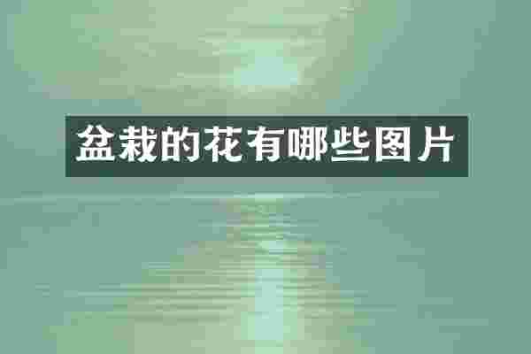 盆栽的花有哪些图片