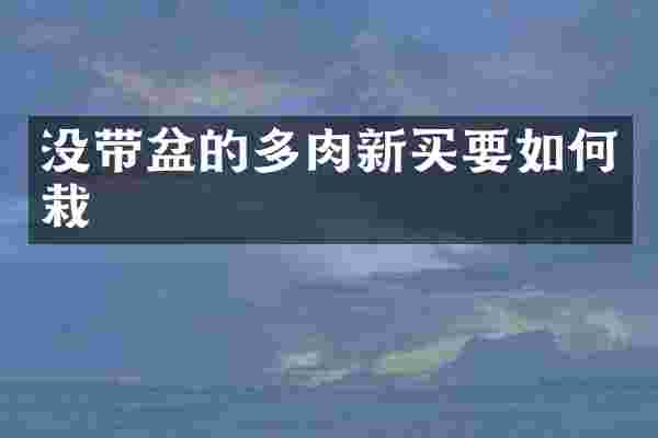 没带盆的多肉新买要如何栽