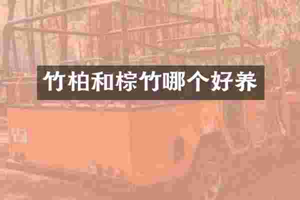 竹柏和棕竹哪个好养