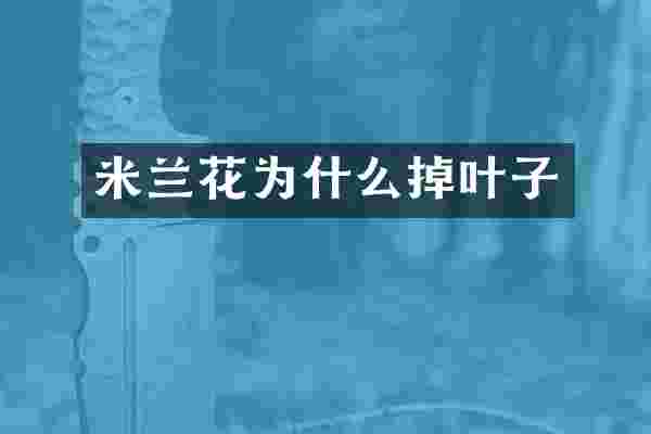 米兰花为什么掉叶子