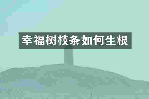 幸福树枝条如何生根