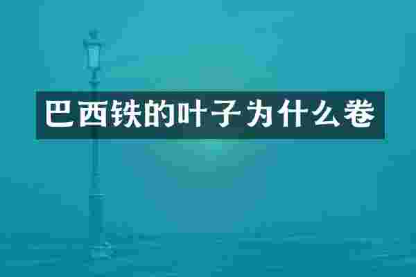 巴西铁的叶子为什么卷