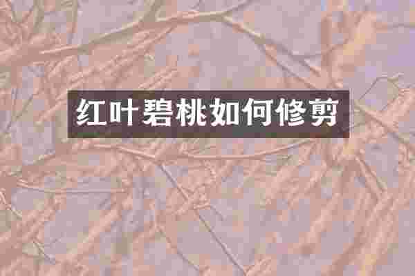 红叶碧桃如何修剪
