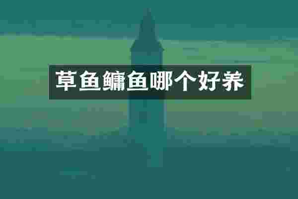 草鱼鳙鱼哪个好养
