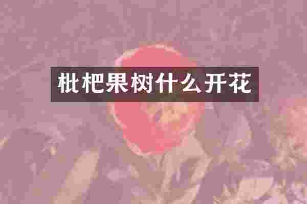 枇杷果树什么开花