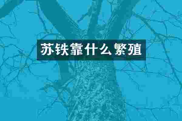 苏铁靠什么繁殖