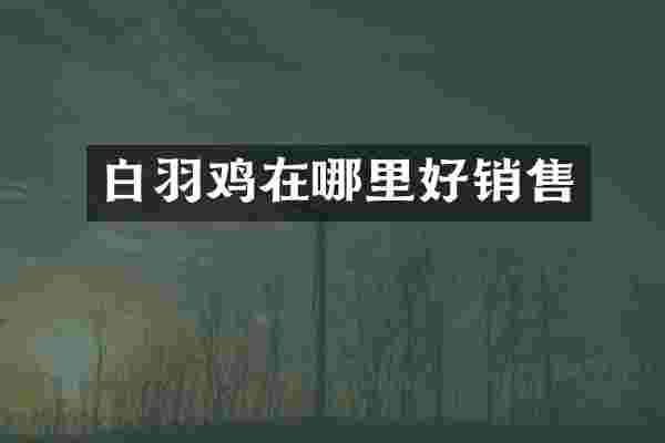 白羽鸡在哪里好销售