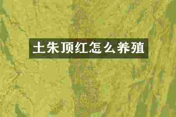 土朱顶红怎么养殖