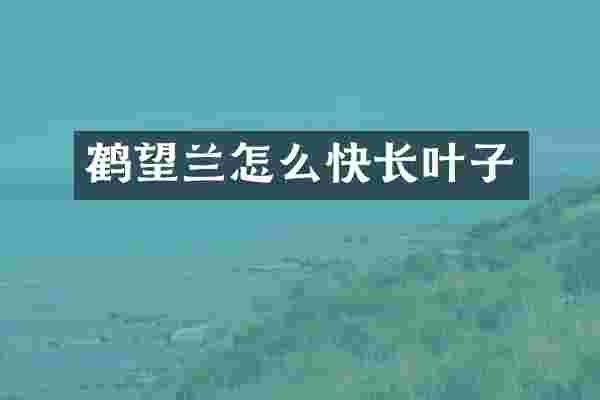 鹤望兰怎么快长叶子