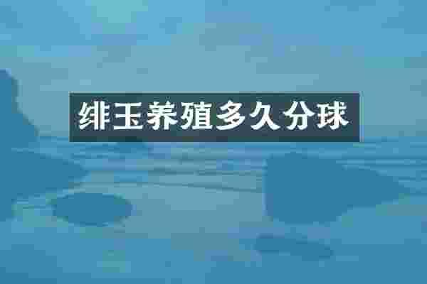 绯玉养殖多久分球