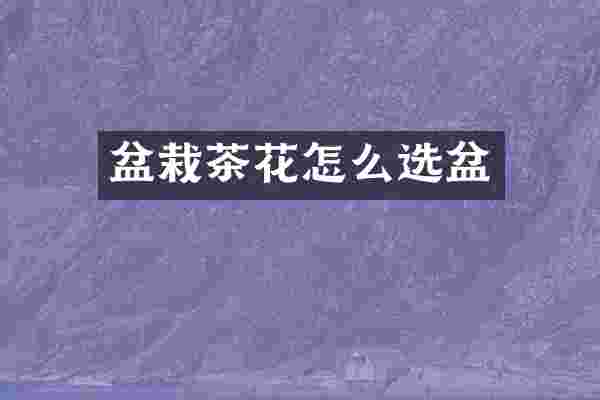盆栽茶花怎么选盆