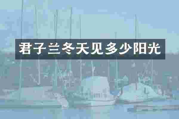 君子兰冬天见多少阳光