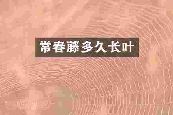 常春藤多久长叶