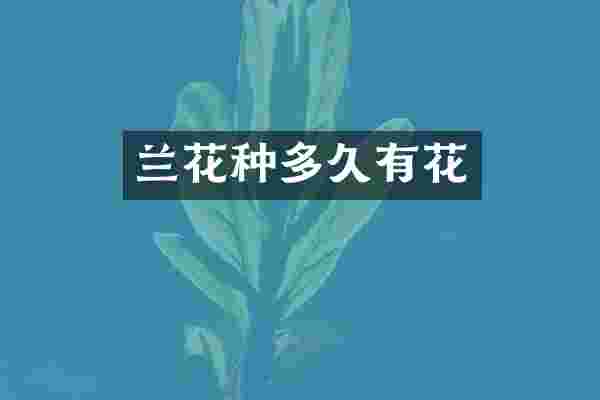 兰花种多久有花