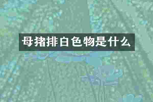 母猪排白色物是什么