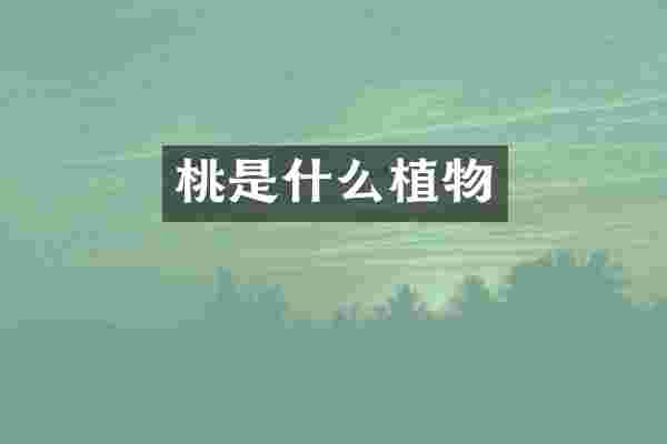 桃是什么植物