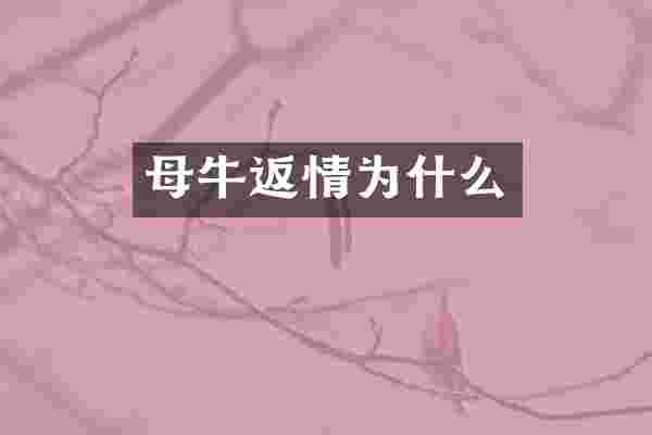 母牛返情为什么