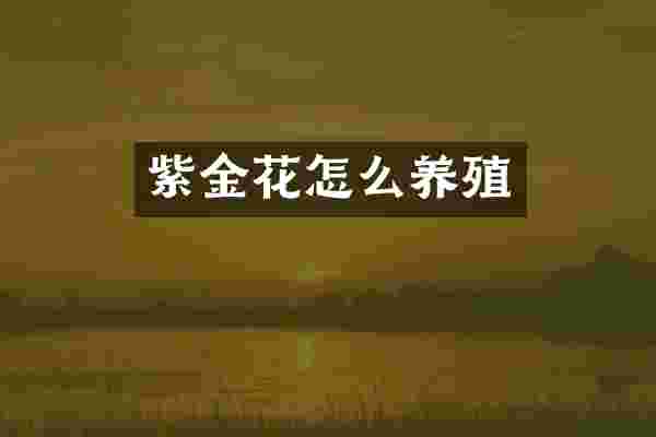 紫金花怎么养殖