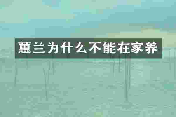 蕙兰为什么不能在家养