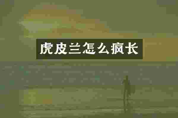 虎皮兰怎么疯长