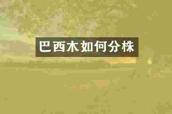 巴西木如何分株