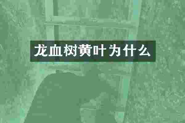 龙血树黄叶为什么