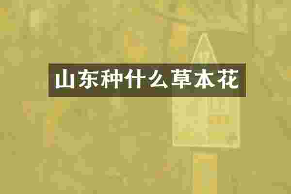 山东种什么草本花