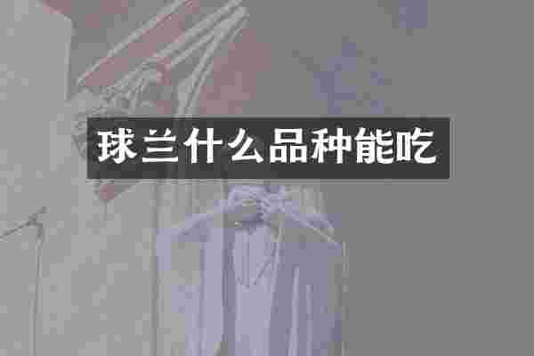 球兰什么品种能吃
