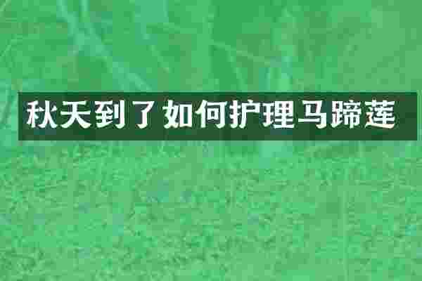 秋天到了如何护理马蹄莲