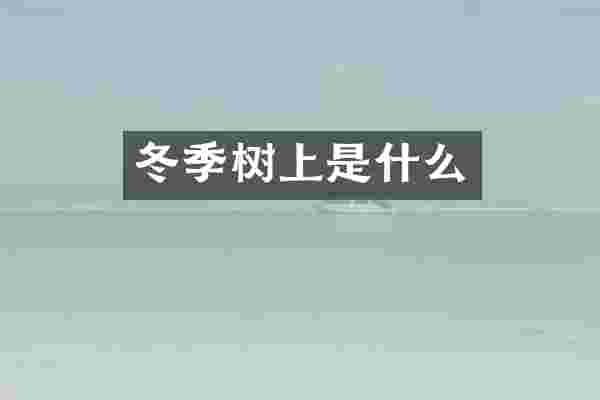 冬季树上是什么