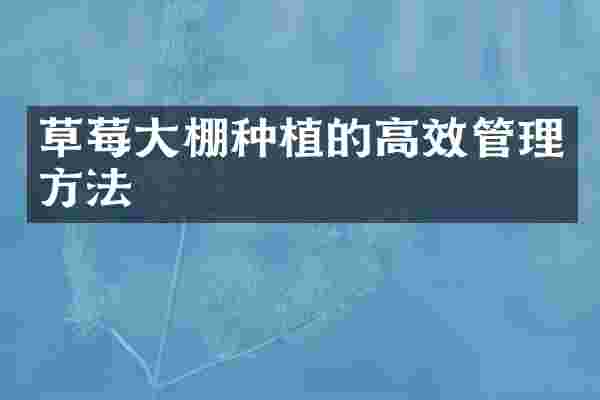 草莓大棚种植的高效管理方法