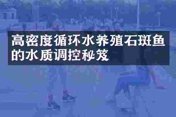 高密度循环水养殖石斑鱼的水质调控秘笈