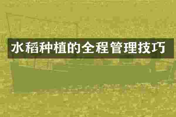 水稻种植的全程管理技巧