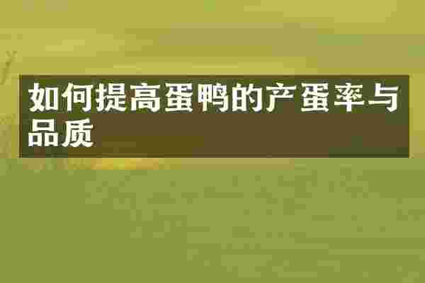 如何提高蛋鸭的产蛋率与品质
